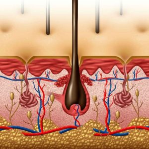 Damaged Hair Follicles - Causes, Symptoms & Treatment Options