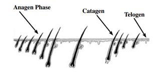 How Hair Grows